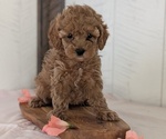 Small #8 Cavapoo (Miniature)
