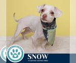 Small #11 Maltese Mix