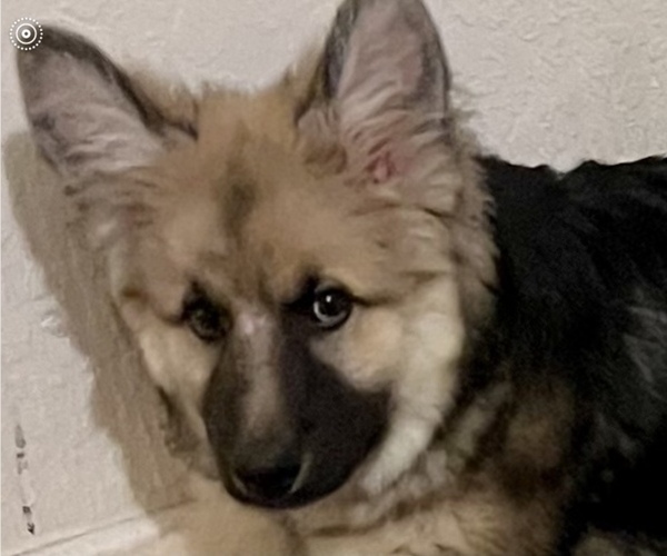 Medium Photo #3 King Shepherd Puppy For Sale in GRAND CANYON CAVERNS, AZ, USA