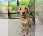 Small #1 Labrador Retriever Mix