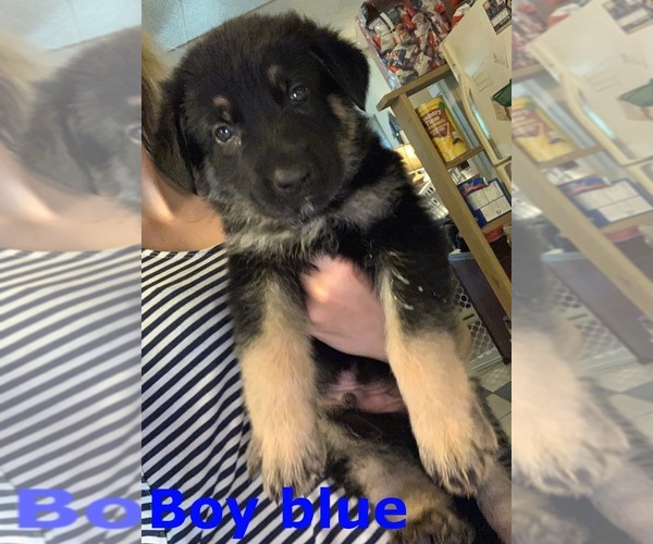 Medium Photo #1 German Shepherd Dog Puppy For Sale in CLAREMONT, NC, USA