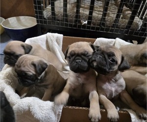 Pug Puppy for Sale in BRIDGMAN, Michigan USA