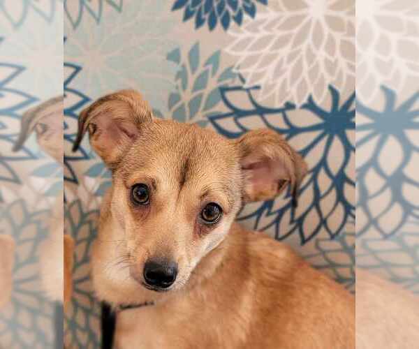 Medium Photo #5 Chihuahua Puppy For Sale in Sandy, UT, USA