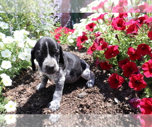 Bluetick Coonhound-English Springer Spaniel Mix Puppy for sale in SHILOH, OH, USA