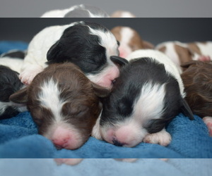 Aussie-Poo-Aussiedoodle Miniature  Mix Dog for Adoption in CARLOCK, Illinois USA