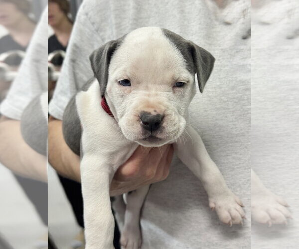 Medium Photo #1 Labrador Retriever Puppy For Sale in The Woodlands, TX, USA