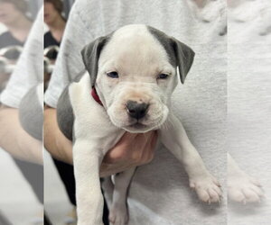 Labrador Retriever Dogs for adoption in The Woodlands, TX, USA