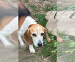 Small #4 Beagle