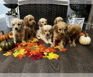 Goldendoodle Puppy for sale in DOUGLAS, GA, USA