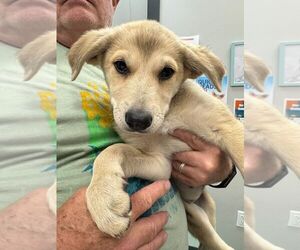 Mutt Dogs for adoption in Calgary, Alberta, Canada