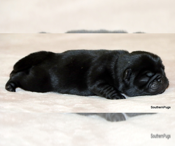 Medium Photo #3 Pug Puppy For Sale in WINNSBORO, TX, USA