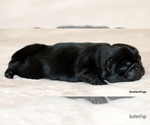 Small #2 Pug
