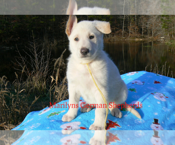 Medium Photo #2 German Shepherd Dog Puppy For Sale in PIEDMONT, MO, USA
