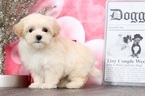 Small #2 Maltipoo