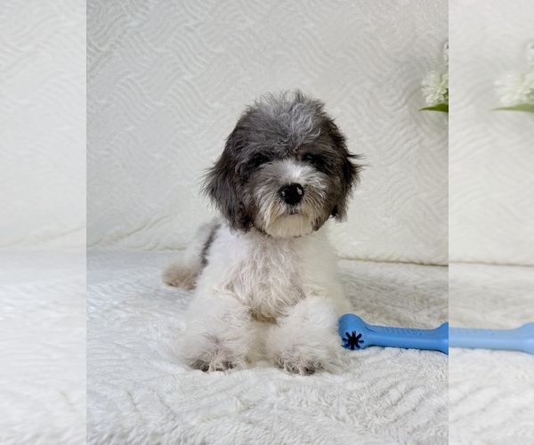 Medium Photo #2 Cavapoo Puppy For Sale in GREENFIELD, IN, USA