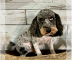 Small #4 Poodle (Miniature)