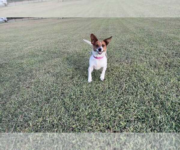 Medium Photo #5 Chihuahua-Unknown Mix Puppy For Sale in Holly Springs, NC, USA