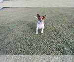 Small #4 Chihuahua Mix