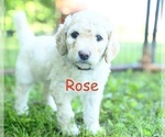 Puppy Rose Goldendoodle