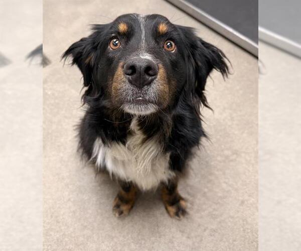 Medium Photo #1 Australian Shepherd Puppy For Sale in HESPERIA, CA, USA