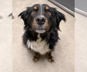 Australian Shepherd Dogs for adoption in HESPERIA, CA, USA