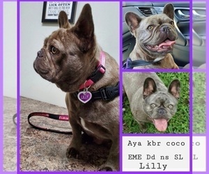 Mother of the French Bulldog puppies born on 04/06/2025