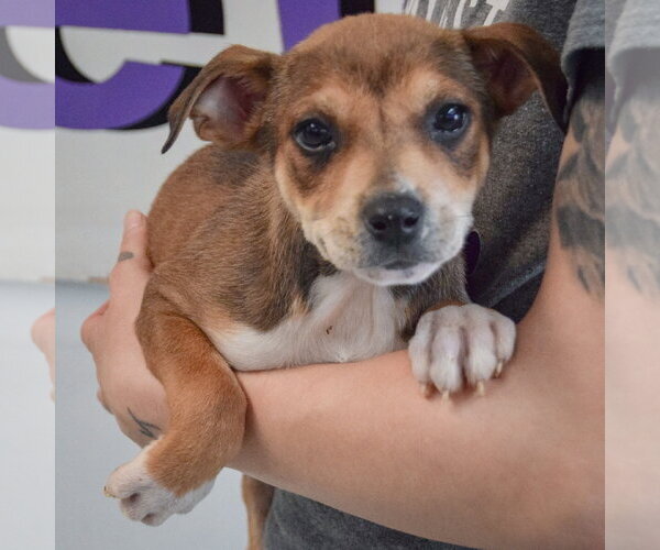 Medium Photo #3 Jack Russell Terrier-Unknown Mix Puppy For Sale in Huntley, IL, USA