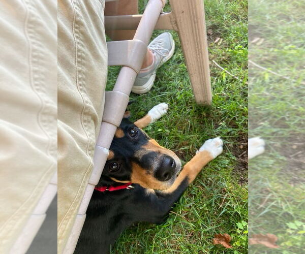 Medium Photo #3 Mutt Puppy For Sale in Wakefield, RI, USA