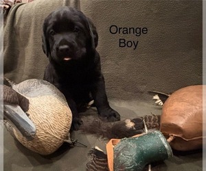 Labrador Retriever Puppy for sale in MIDDLETOWN, CA, USA