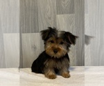 Small Photo #4 Yorkshire Terrier Puppy For Sale in CANOGA, NY, USA