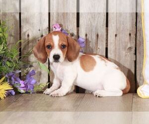 Dachshund Puppy for sale in MOUNT VERNON, OH, USA