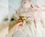Small #21 Chihuahua