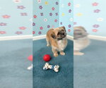 Small #3 Shih Tzu