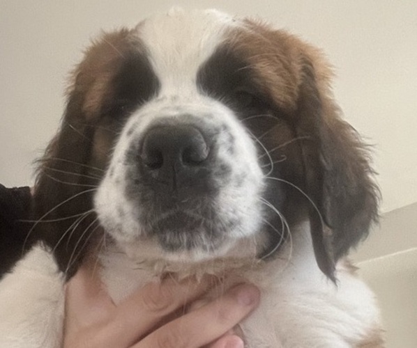 Medium Photo #1 Saint Bernard Puppy For Sale in BAKERSFIELD, CA, USA