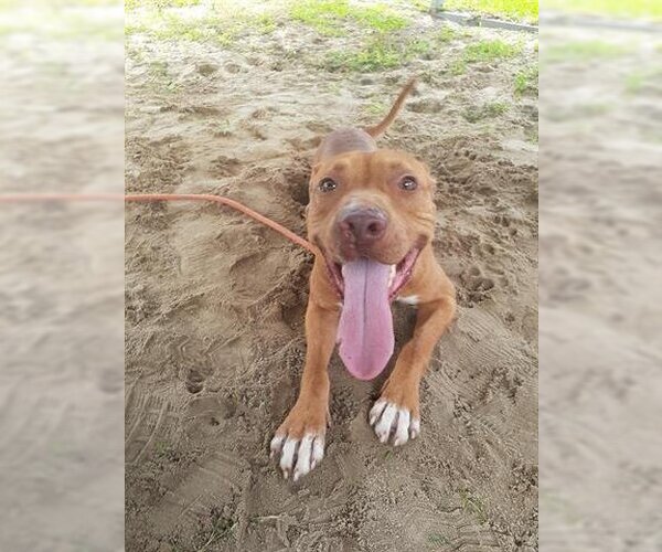 Medium Photo #1 American Pit Bull Terrier Puppy For Sale in Green Cove Springs, FL, USA