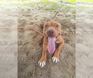 American Pit Bull Terrier Dogs for adoption in Green Cove Springs, FL, USA