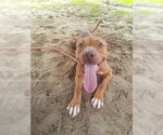 Small American Pit Bull Terrier