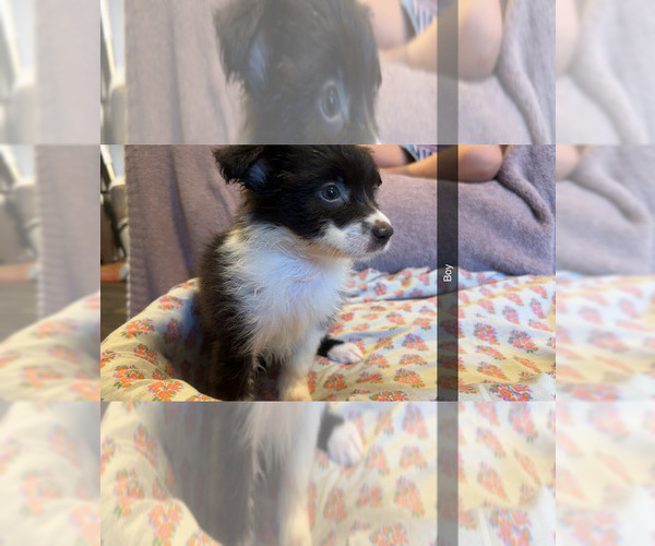 Medium Photo #6 Australian Shepherd Puppy For Sale in JAY, OK, USA