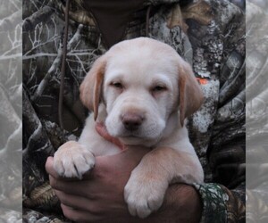 Labrador Retriever Puppy for sale in MYERSTOWN, PA, USA