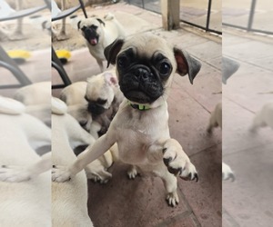 Pug Puppy for sale in DELAND, FL, USA