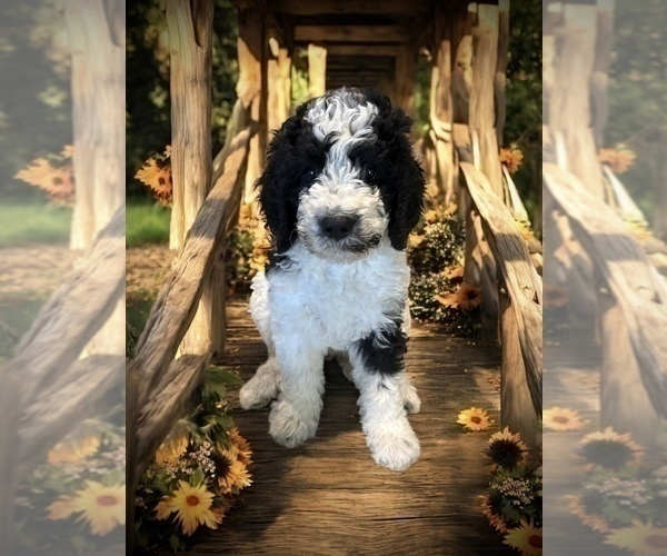 Medium Photo #13 Bernedoodle Puppy For Sale in MENIFEE, CA, USA