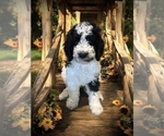 Small #12 Bernedoodle