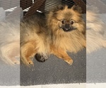 Small Photo #1 Pomeranian Puppy For Sale in CHULA VISTA, CA, USA
