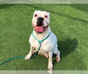 Boxer-Unknown Mix Dogs for adoption in Orange, CA, USA