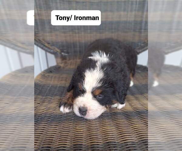 Medium Photo #1 Bernese Mountain Dog Puppy For Sale in VILONIA, AR, USA