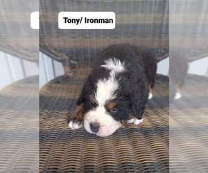 Bernese Mountain Dog Puppy for sale in VILONIA, AR, USA