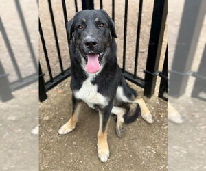 Shepweiller Dogs for adoption in Riverside, CA, USA