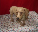 Small #4 Bichpoo