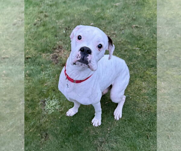 Medium Photo #4 Boxer Puppy For Sale in Stanwood, WA, USA