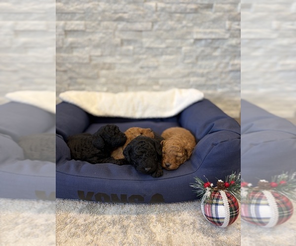 Medium Photo #1 Poodle (Miniature) Puppy For Sale in WELLFORD, SC, USA